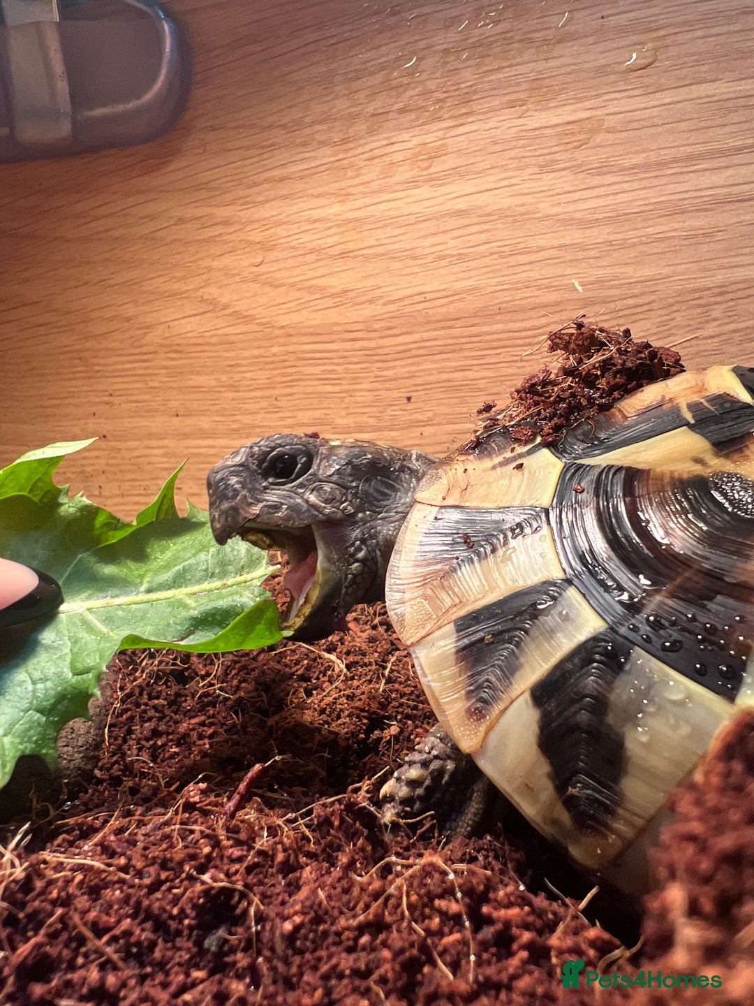 Hermann Tortoise reptiles for sale: Walter - Advert 5