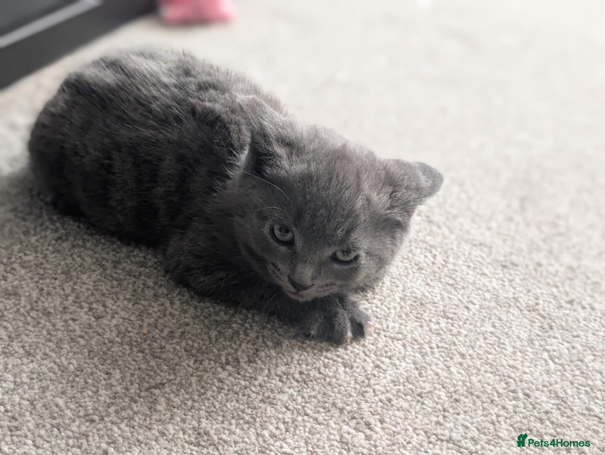 Mixed Breed cats 2 litters - Scottish straight and tortoiseshell🐈 - Advert 2