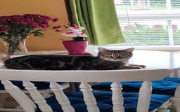 Mixed Breed cats for sale: Ch417dp  - Image 22