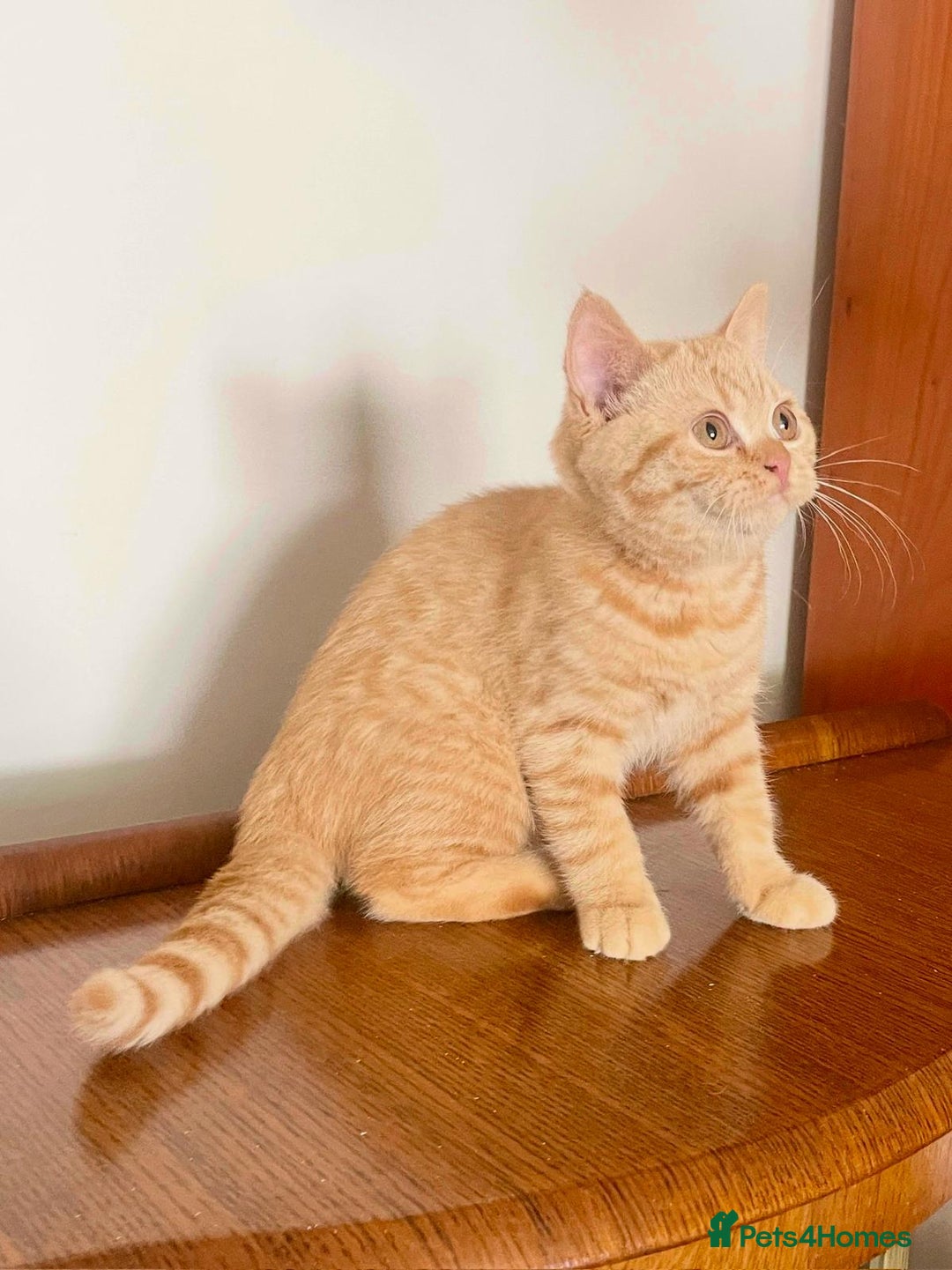 British Shorthair cats for sale: Pancake & Maple Syrup - BSH sisters  in Southampton - Image 12