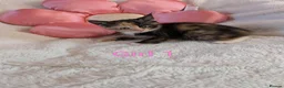 Mixed Breed cats for sale: Beautiful fluffy kittens for sale  - Advert 18