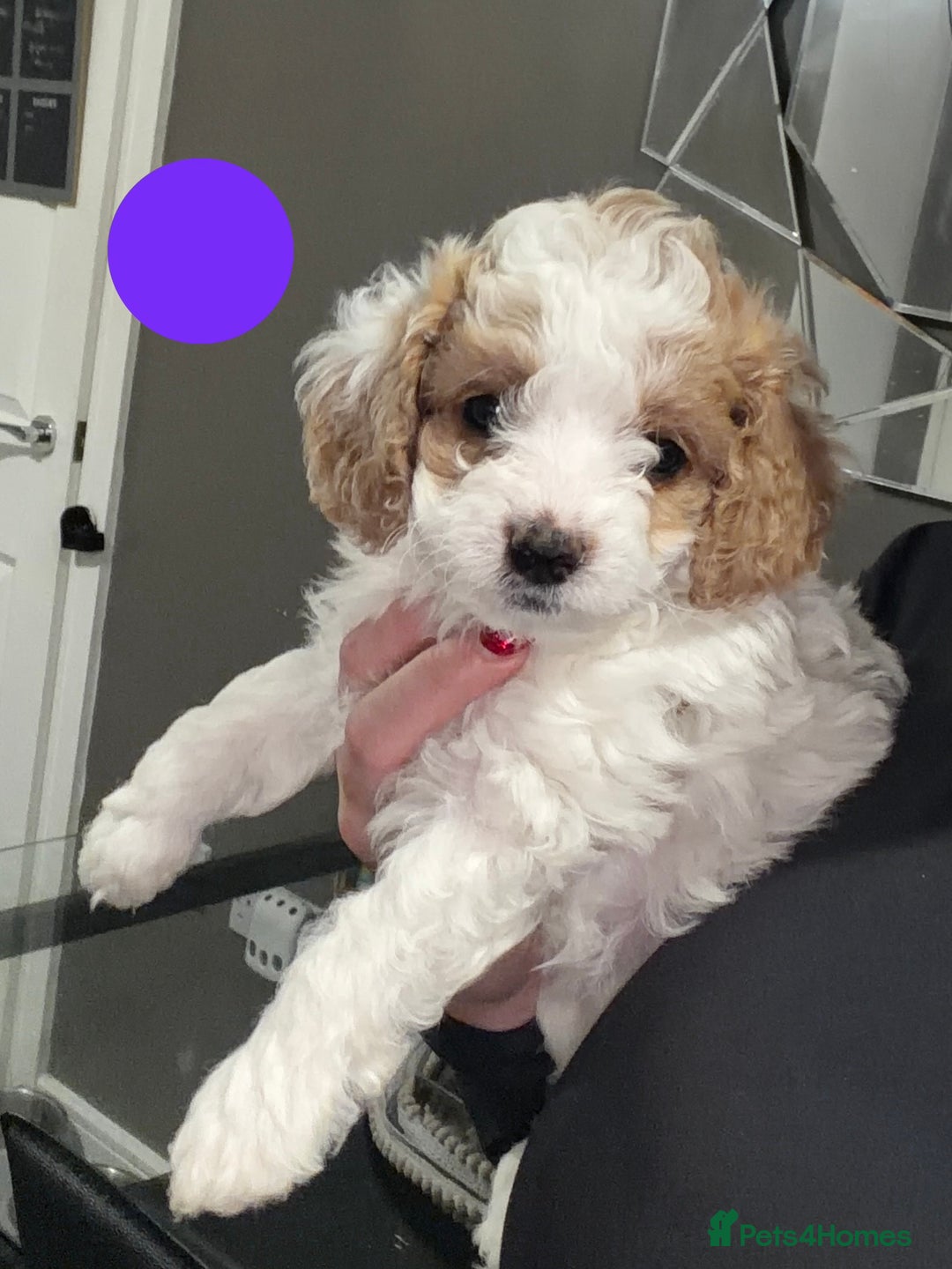 Cavapoo dogs for sale: Stunning Cavapoochon’s for sale (2 left) - Advert 26