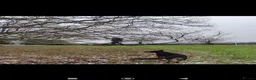 German Shepherd dogs for sale: Female German Shepherd Alsation For Good Home - Advert 3