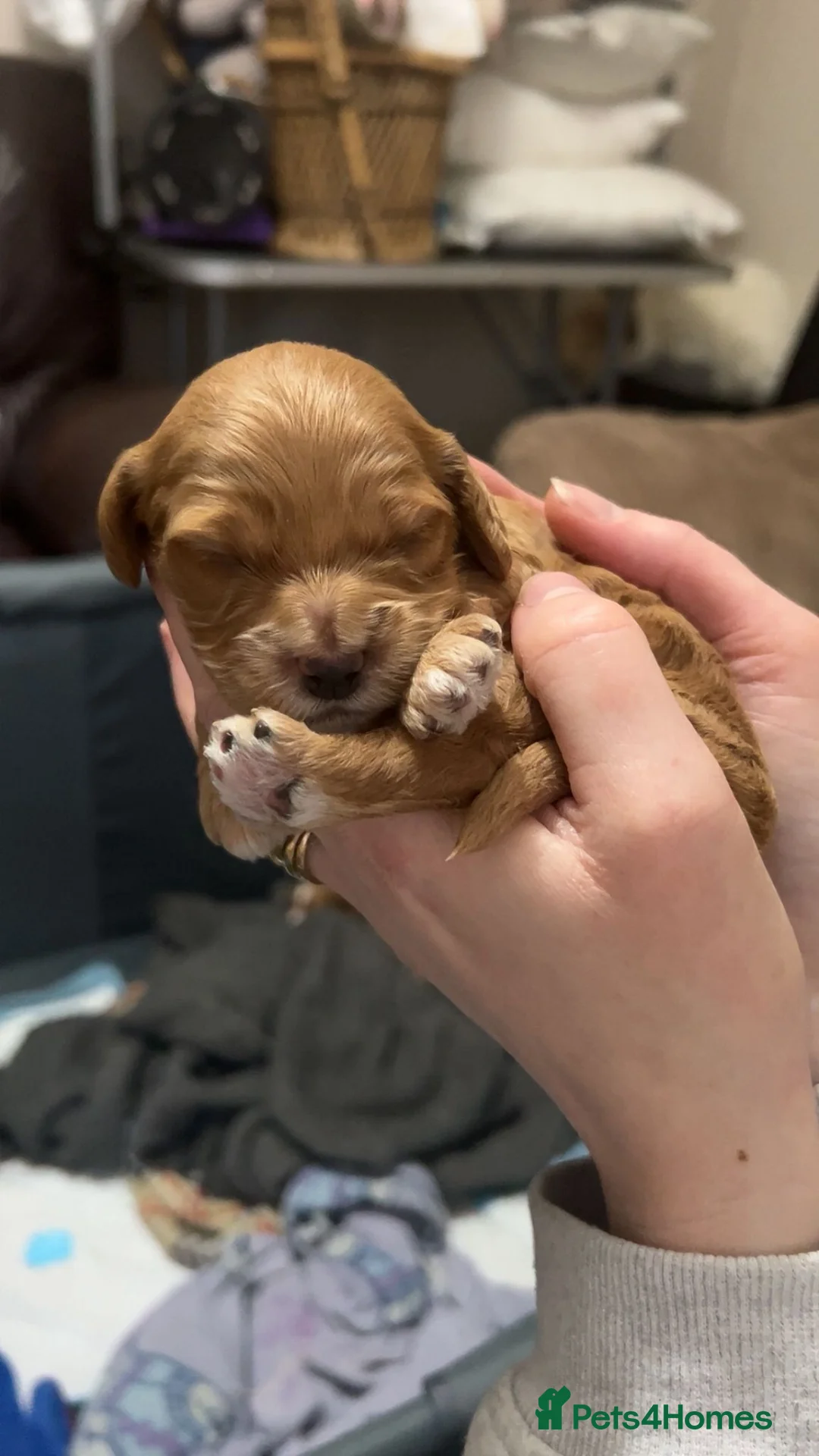 Cockapoo dogs for sale: Beautiful cockapoo puppies - Advert 6