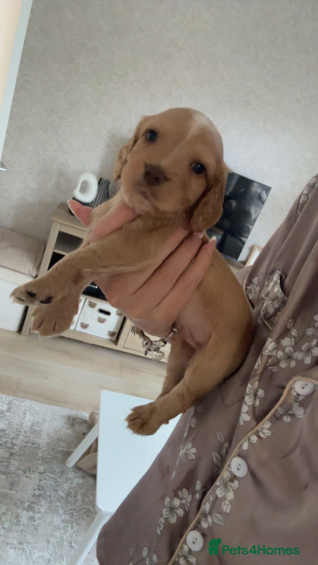 Cocker Spaniel dogs for sale: Beautiful KC working cocker spaniel puppies.  - Image 7