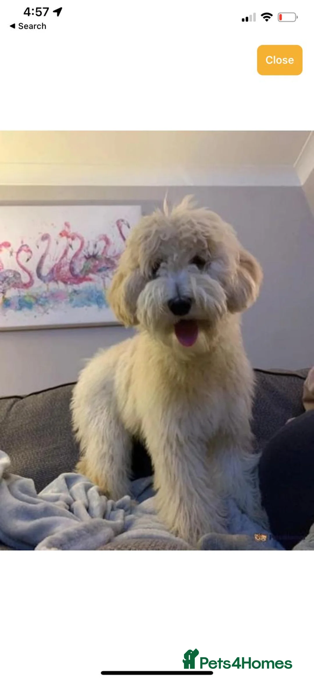 Labradoodle dogs for sale: Multigenerational Mini Doodles Licensed and Tested - Advert 14