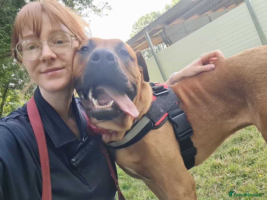 Mastiff dogs for adoption: Sunny - Image 1