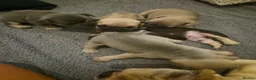 French Bulldog dogs for sale: French Bulldog Puppies  - Advert 11