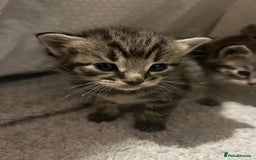 Mixed Breed cats for sale: 5 tabby/bengal kittens  - Image 2