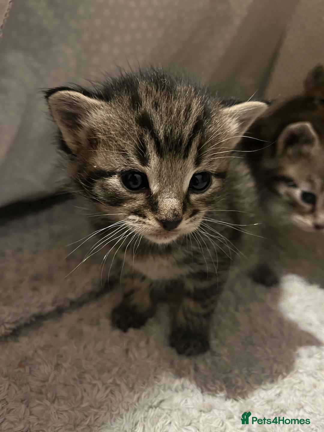 Mixed Breed cats for sale: 5 tabby/bengal kittens  - Image 2