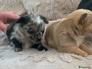 Pomchi dogs Merle pomchi - Advert 2