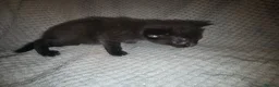 Mixed Breed cats for sale: 5 beautiful kittens  - Advert 13