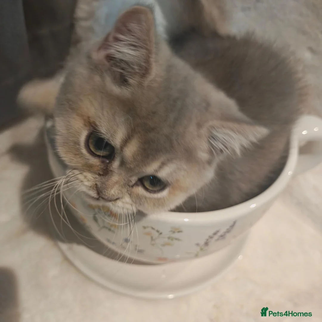 British Shorthair cats for sale: TICA registered blue golden  - Advert 2