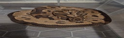 Python Snake reptiles for sale: 11x royal pythons  - Advert 8
