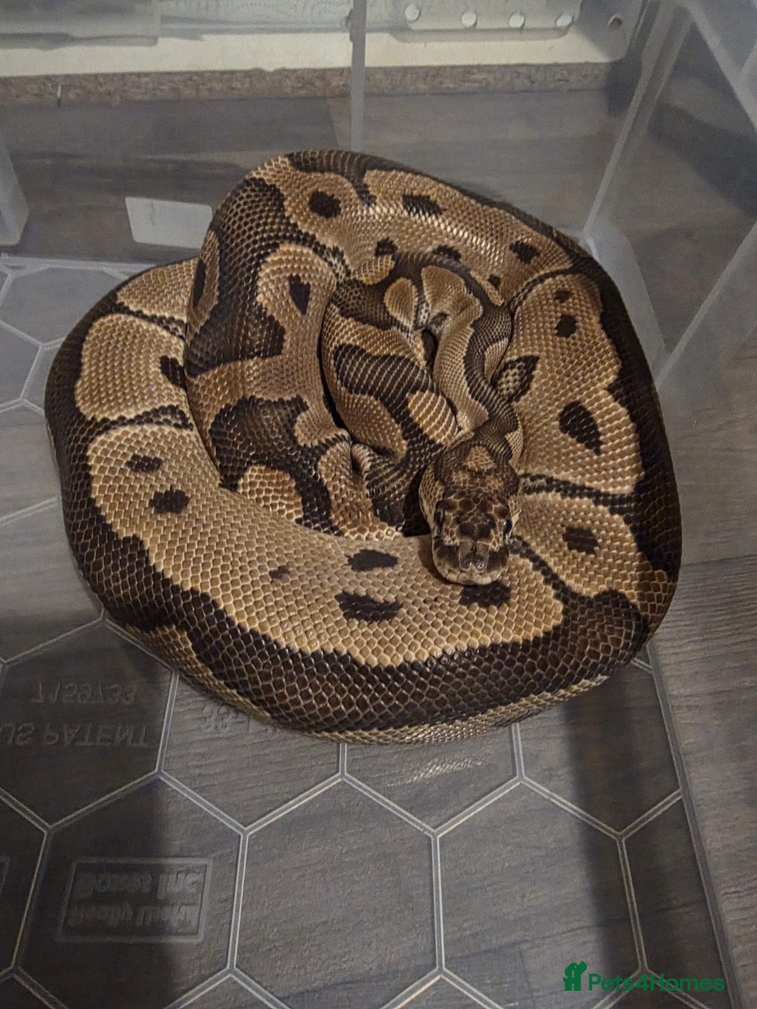 Python Snake reptiles for sale: 11x royal pythons  - Advert 8