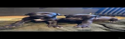 Whippet dogs for sale: Whippet puppies for sale - Advert 6