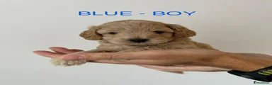 Cockapoo 1