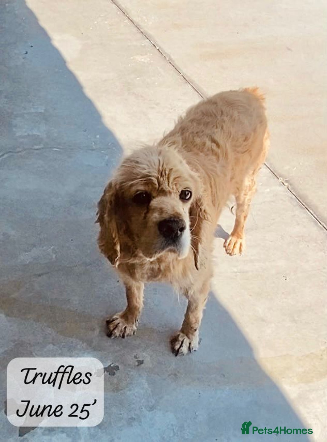 Cocker Spaniel dogs for adoption: Truffles, 10+ yrs. Available for adoption. - Image 9