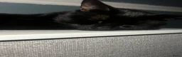 Domestic Shorthair cats for sale: Beautiful domestic shorthair cat in Nottingham - Advert 1