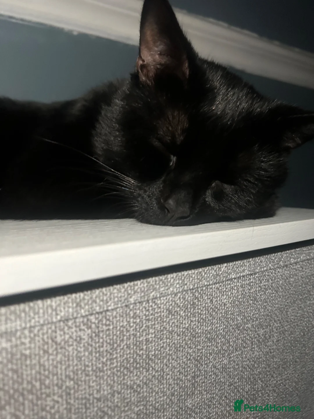 Domestic Shorthair cats for sale: Beautiful domestic shorthair cat in Nottingham - Advert 1