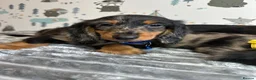 Miniature Dachshund dogs for sale: Long Haired Miniature Dachshund puppies,  - Advert 13