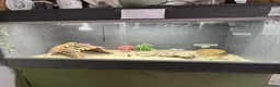 Bearded Dragon reptiles for sale: Draco  - Advert 3