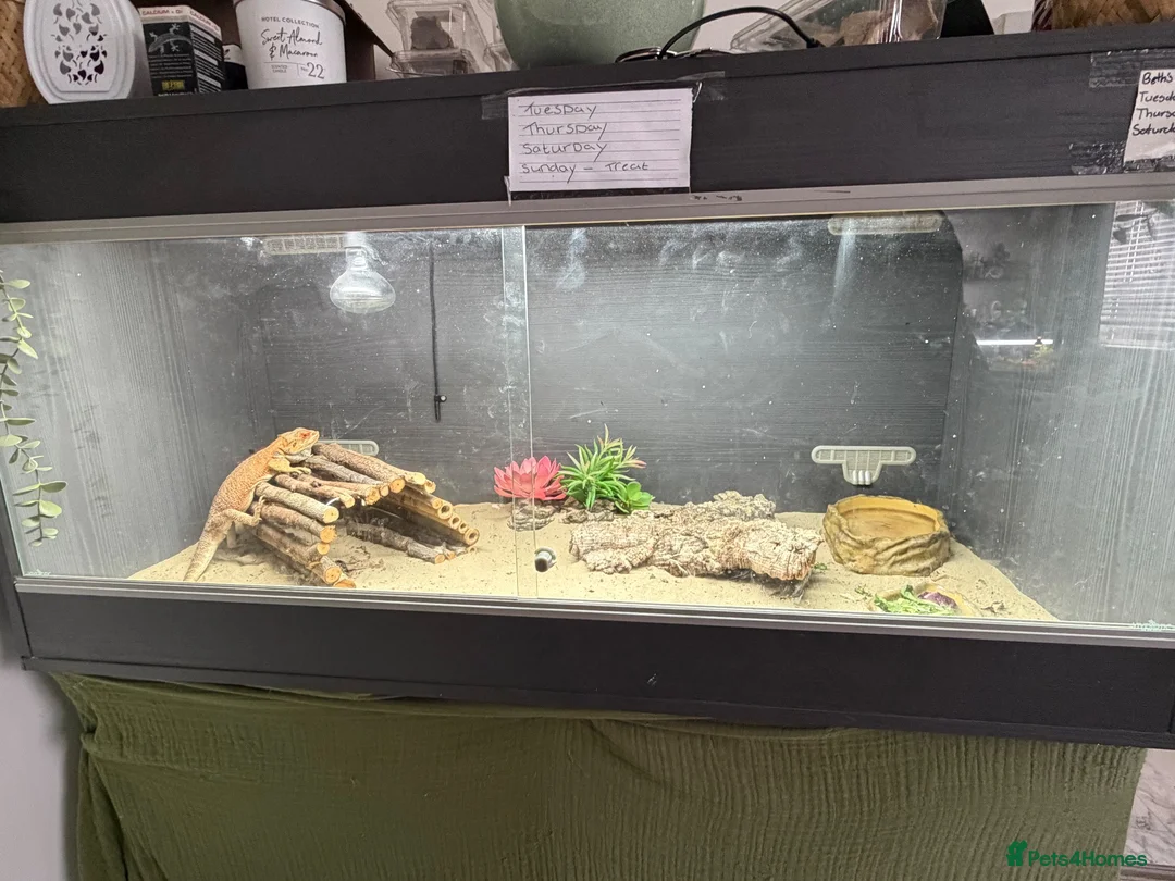 Bearded Dragon reptiles for sale: Draco  - Advert 3
