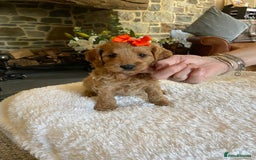 Cockapoo dogs for sale: READY TO GO :Gorgeous litter of  F1 Cockapoo’s - Image 1