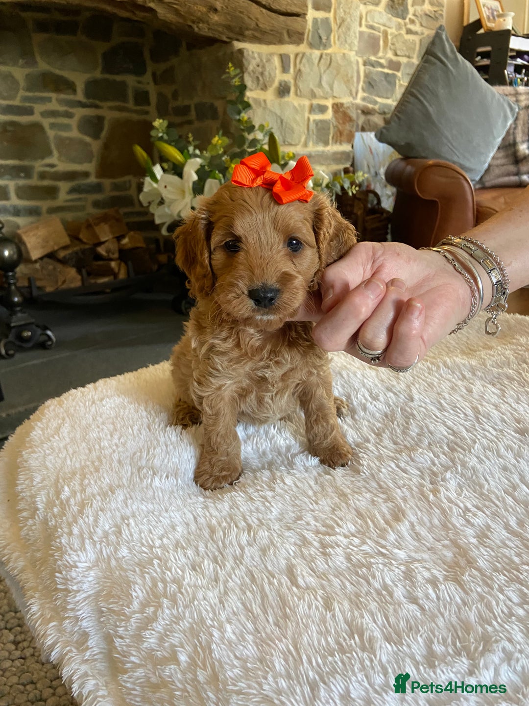 Cockapoo dogs for sale: READY TO GO :Gorgeous litter of  F1 Cockapoo’s - Image 1