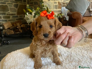 Cockapoo dogs - Advert 5