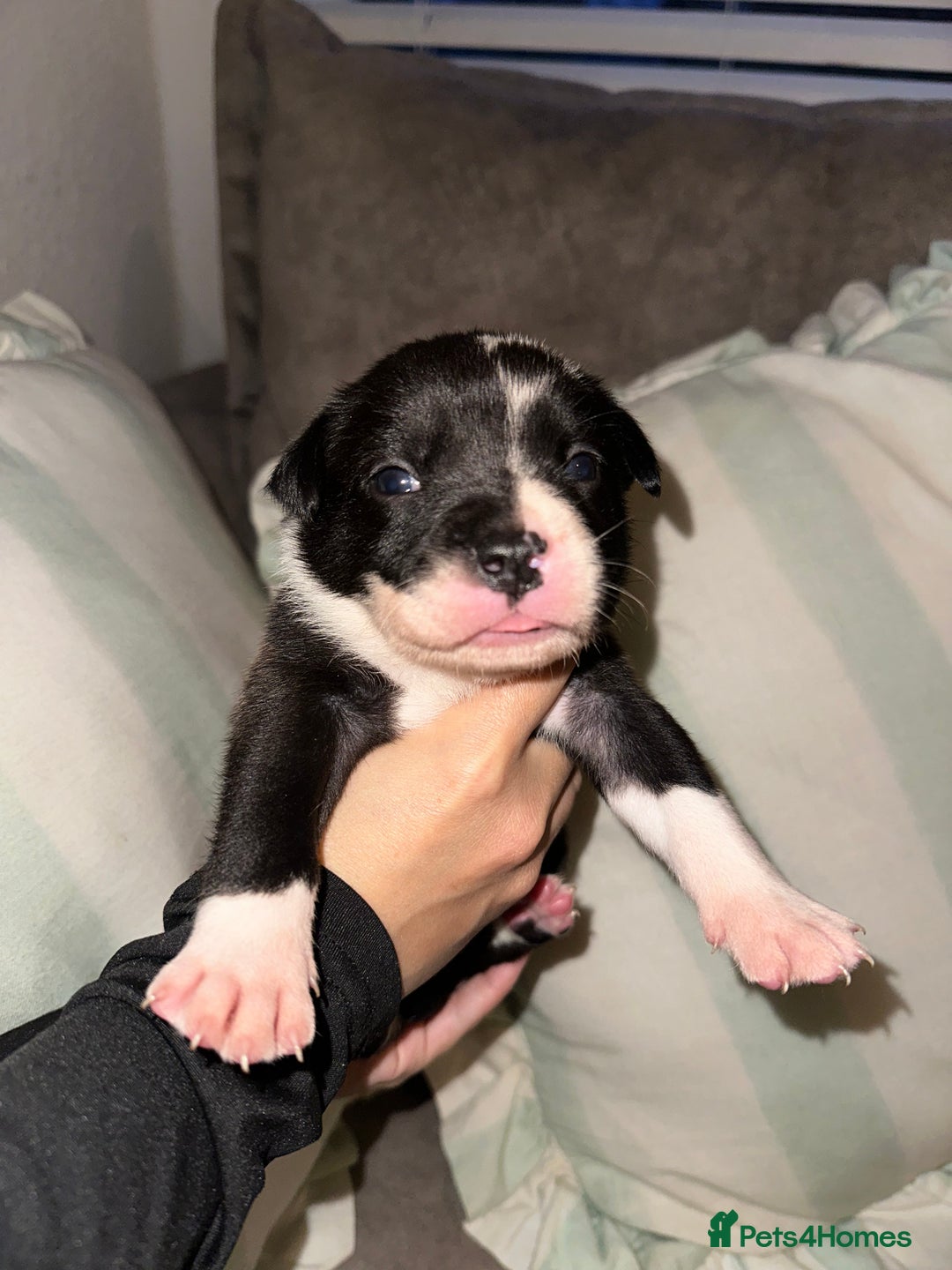 Mixed Breed dogs for sale: Olde English Bulldogge/Staffy bull Collie mix - Image 38