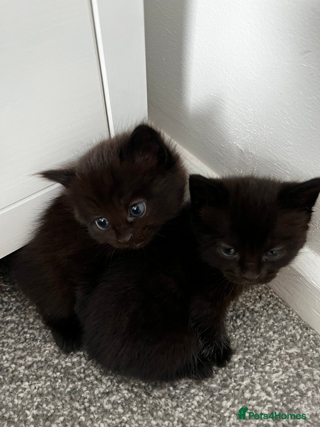 Domestic Shorthair cats for sale: Super cute kittens!  - Image 11