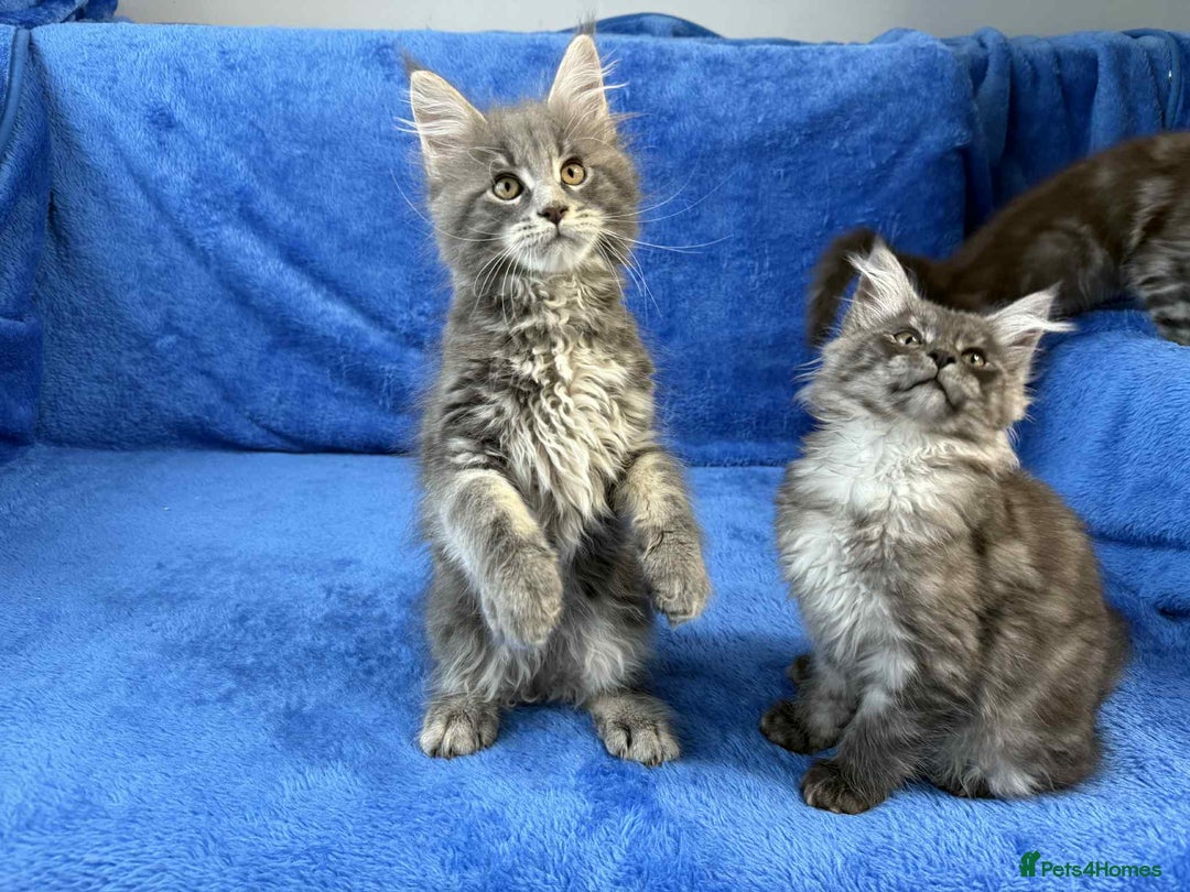 Maine Coon cats for sale: Kittens Maine Coon registered with Gccf  - Image 17