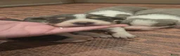 Border Collie dogs for sale: DNA tested ISDS Parents Lilac & Blue Puppies - Advert 6
