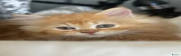 Persian cats for sale: Mango A Gorgeous Golden Doll faced Persian kitten - Advert 3