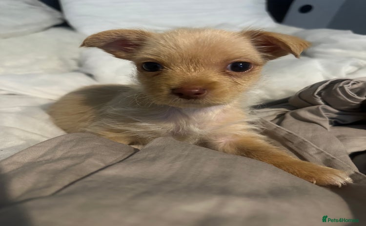 Mixed Breed dogs - Advert 3