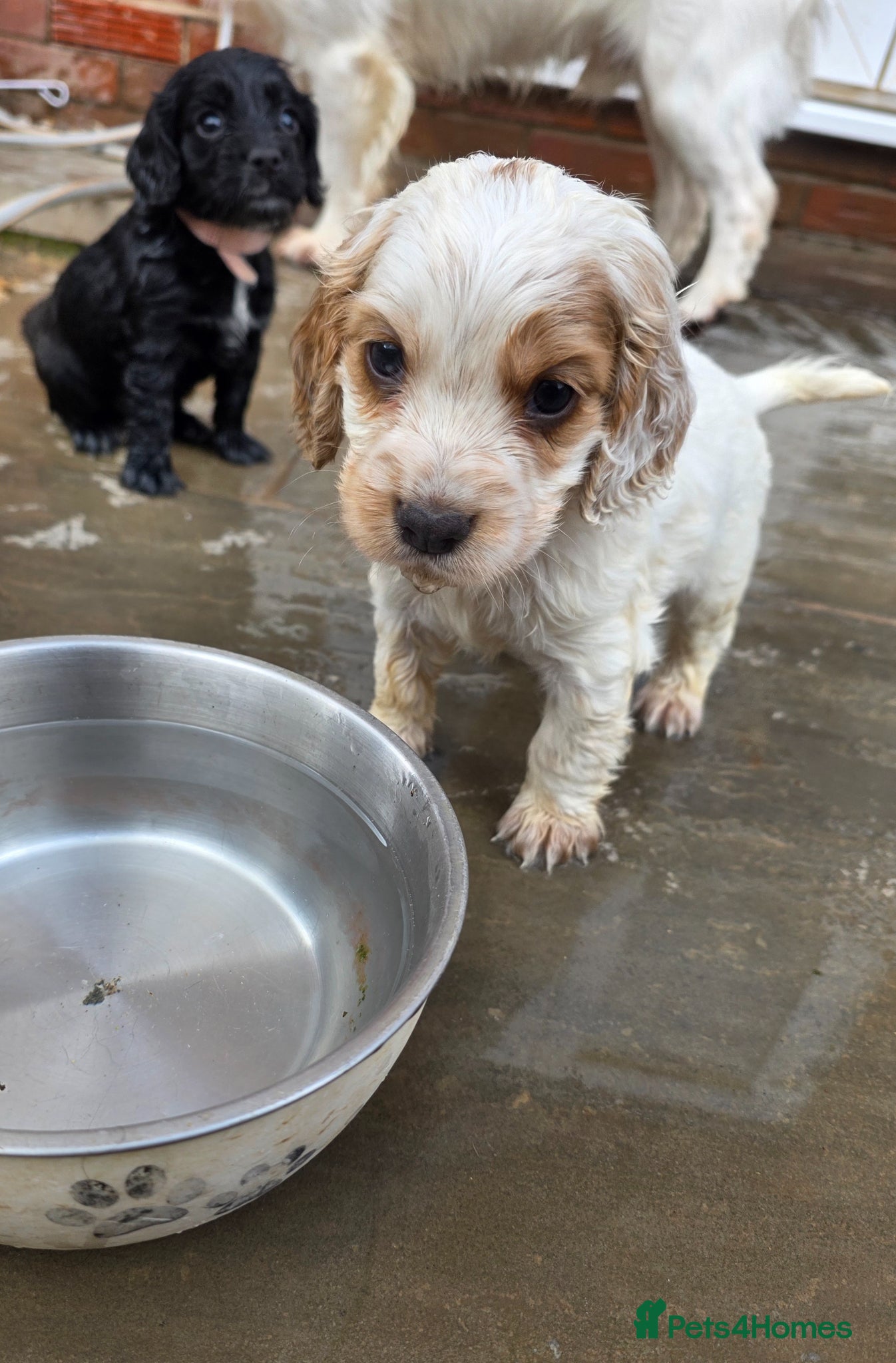 Cocker Spaniel dogs Working Cocker Spaniel Puppies - Advert 1