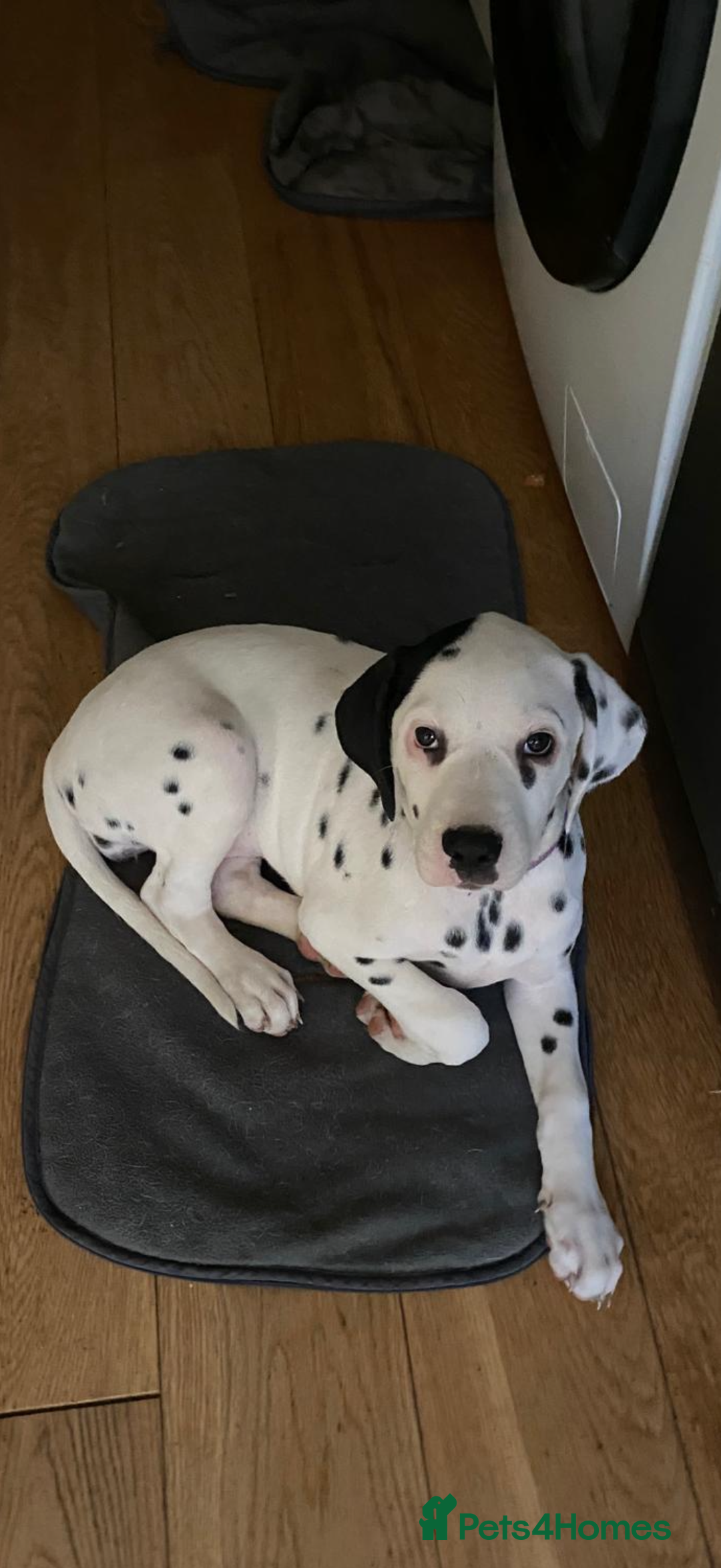 Dalmatian dogs for sale: Dalmațian puppies dogs for sale  - Advert 6