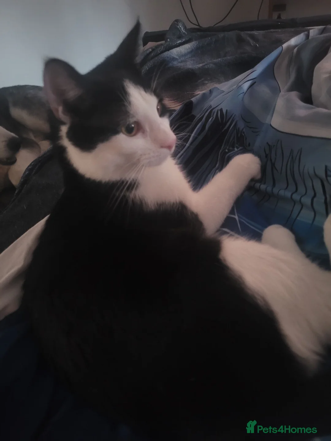 British Shorthair cats for sale: 1 year old male cat  in Gateshead - Advert 1