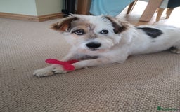 Mixed Breed dogs for sale: Romanian rommie rescue mixed breed rescue - Image 2