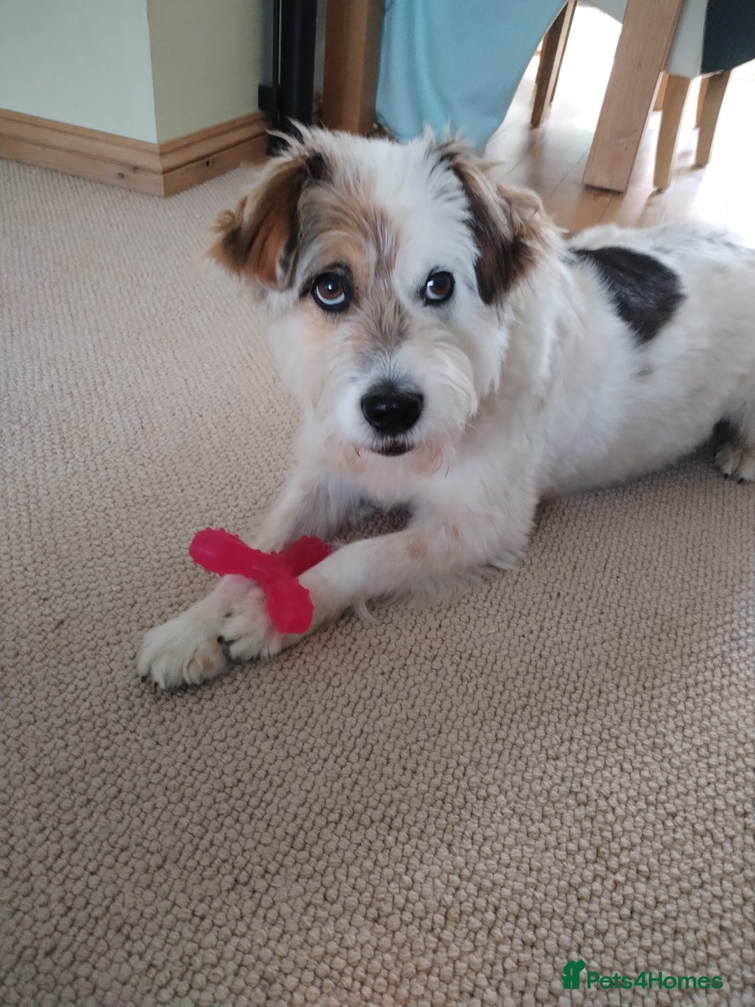Mixed Breed dogs for sale: Romanian rommie rescue mixed breed rescue - Image 2