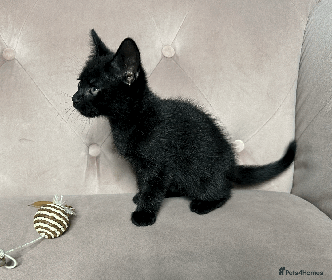 Mixed Breed cats for sale: Half Siberian Kittens, One boy left - Advert 9