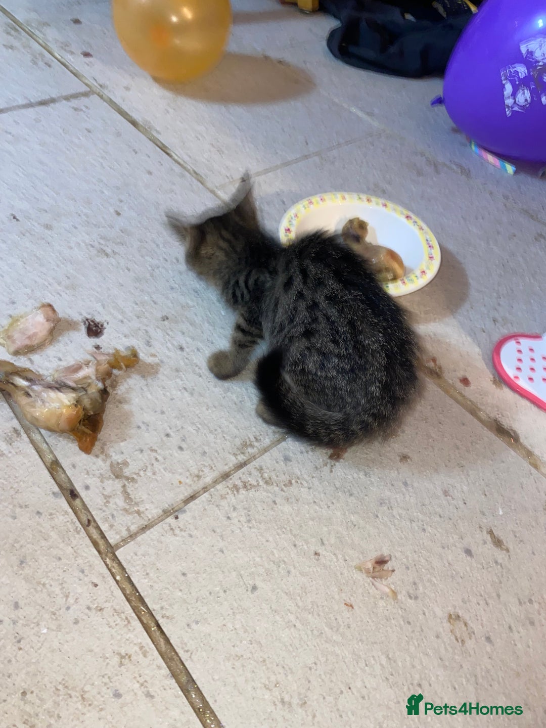 Mixed Breed cats for sale: kittens Bengal x microchipped flea/worm.insured.  - Image 17