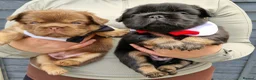 French Bulldog dogs for sale: REDUCED PRICE!LAST GIRLS REMAINING FLUFFY FRENCHIE - Advert 11