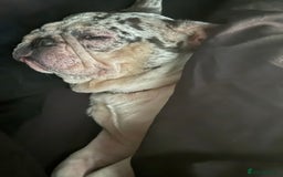 French Bulldog dogs for sale: Beautiful 3 year old Merle frenchie Dolly - Image 3