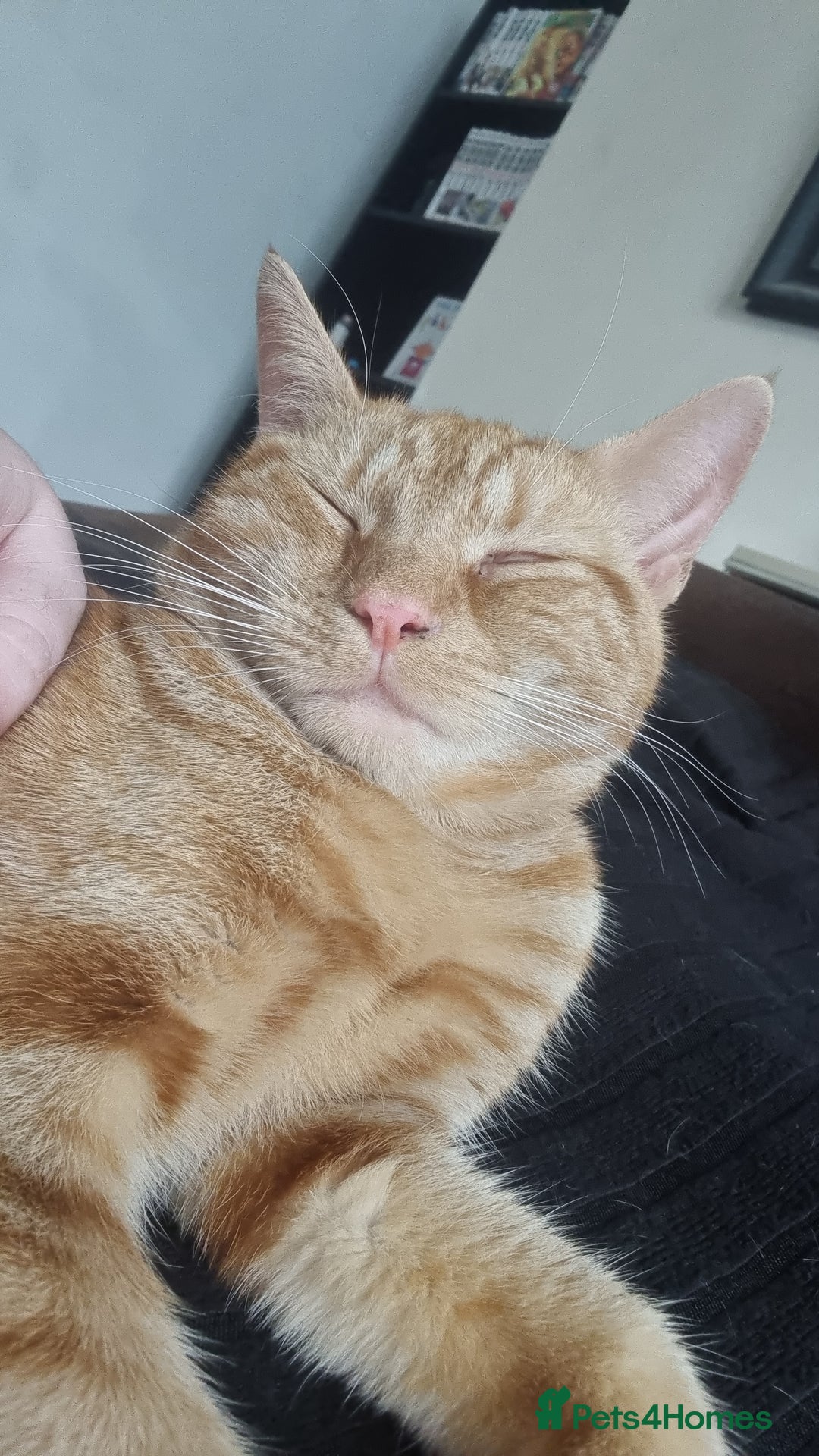 British Shorthair cats for sale: Beans Needs Rehoming  - Image 3