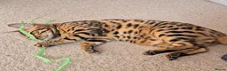 Bengal cats for sale: Superb TICA Active Reg Girl - Advert 6