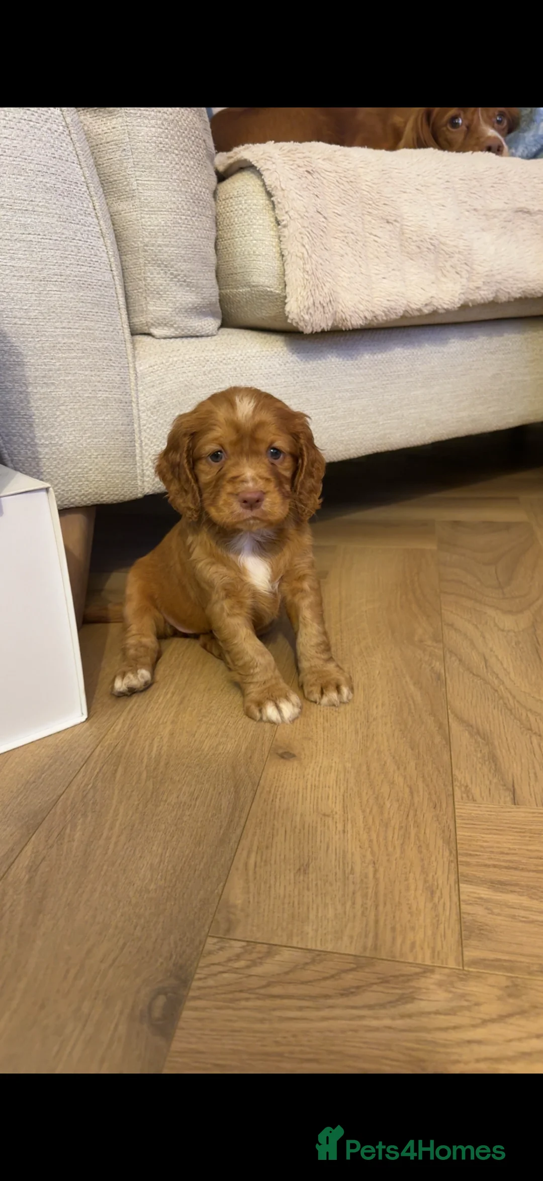 Cocker Spaniel dogs for sale: Cocker Spaniel Puppies - Advert 4