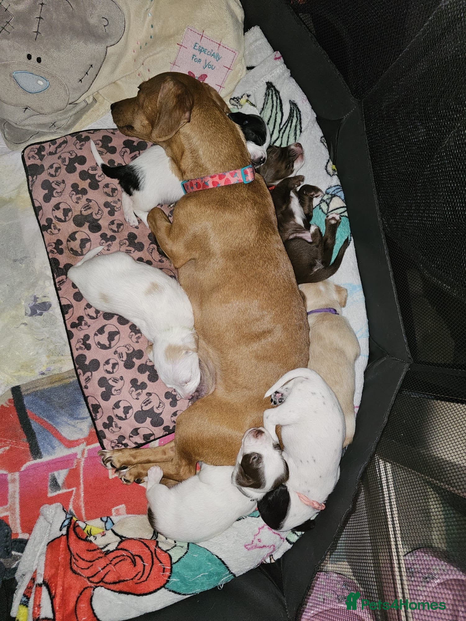 Mixed Breed dogs 3 pups left for sale  - Advert 1