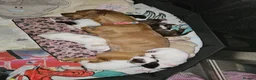 Mixed Breed dogs for sale: 3 pups left for sale  - Advert 1